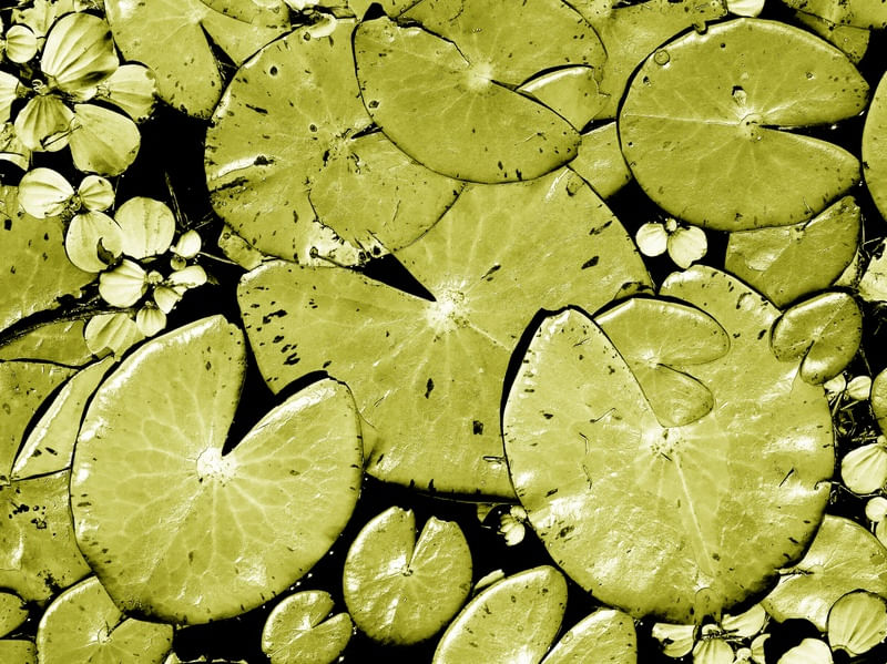 NATUREZA 042 COR LV