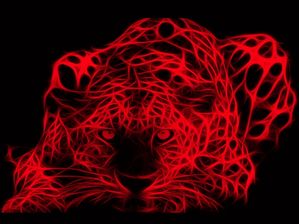 ENERGIA FELINA