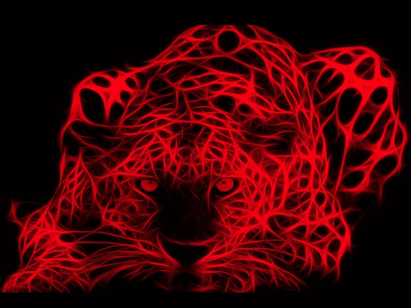 ENERGIA FELINA