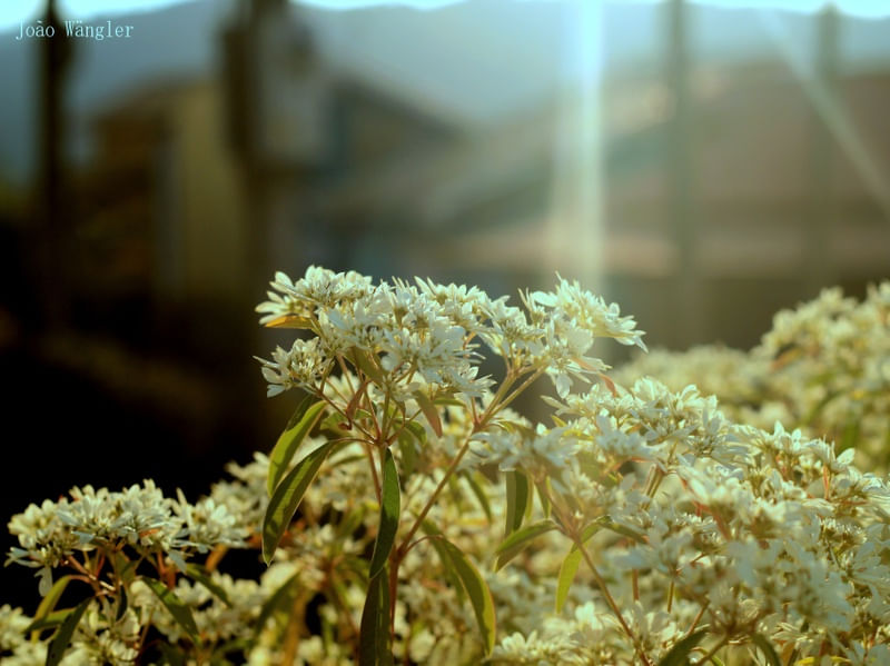 FLORES SOBRE SOL