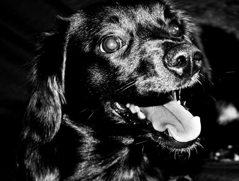CÃO P&B ALTO CONTRASTE