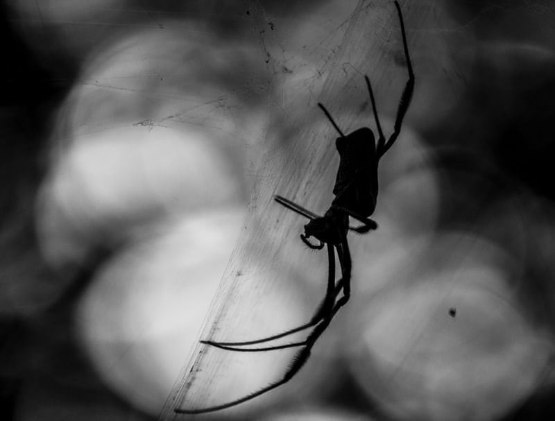 ARANHA P&B / SPIDER B&W