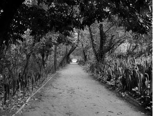 O CAMINHO / THE PATH