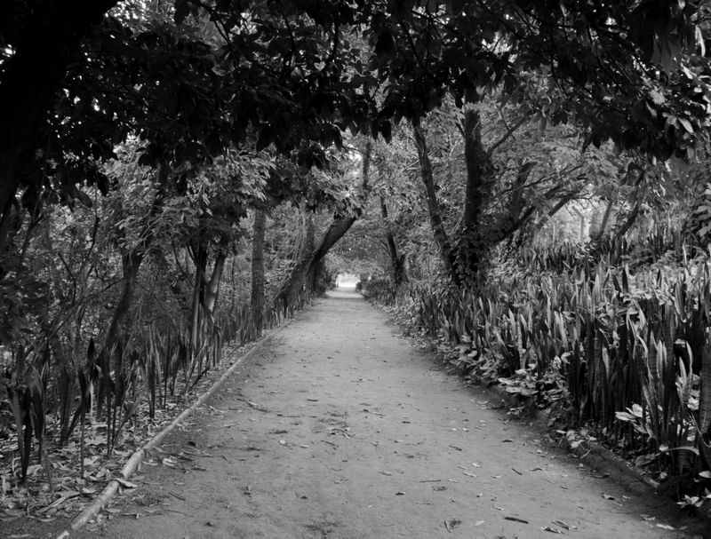 O CAMINHO / THE PATH