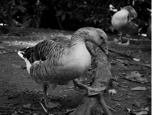 PATO TRISTE / SAD DUCK