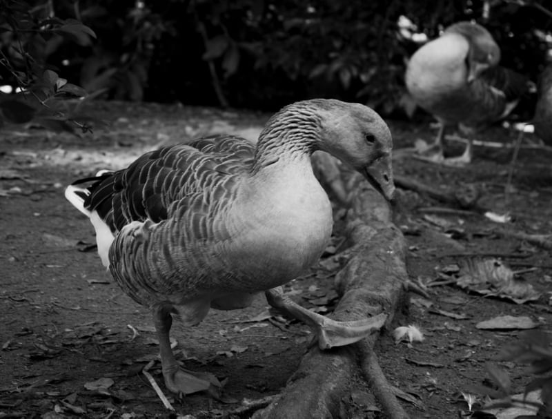 PATO TRISTE / SAD DUCK
