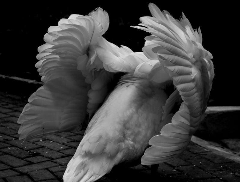 CISNE BRAVO / ANGRY SWAN