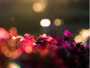 FLORES MÁGICAS