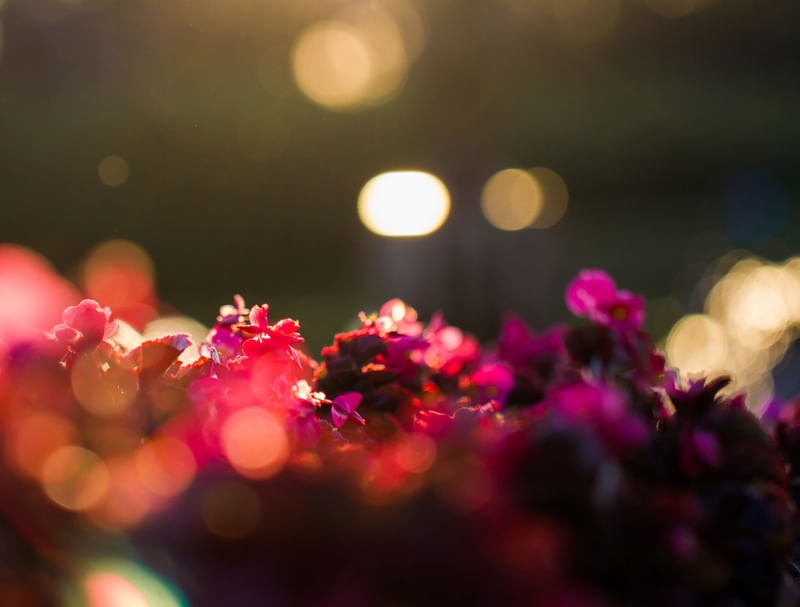 FLORES MÁGICAS