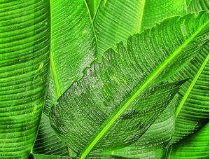 FOLHAS DE BANANEIRAS