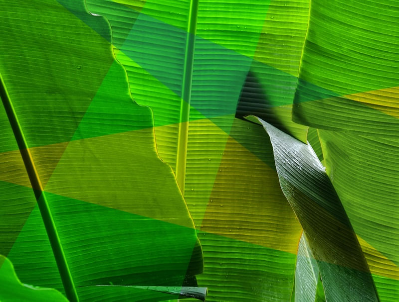 FOLHAGEM DE BANANEIRAS