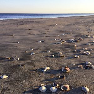 CONCHAS AOS MAR