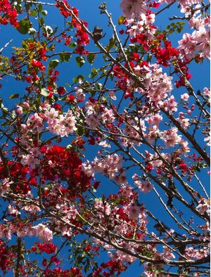 CEREJEIRA E FLOR VEMELHA