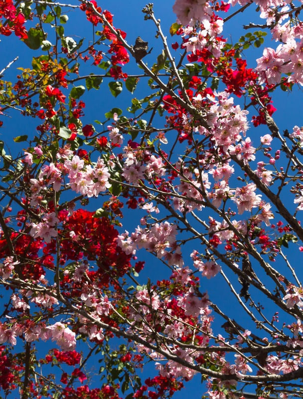 CEREJEIRA E FLOR VEMELHA