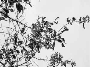 PLANT PRETO E BRANCO