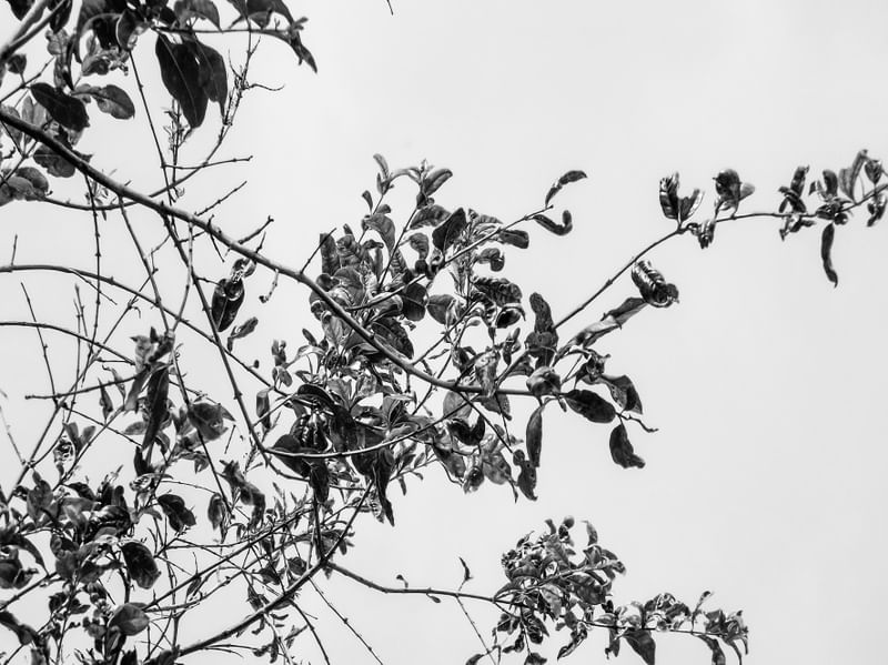 PLANT PRETO E BRANCO