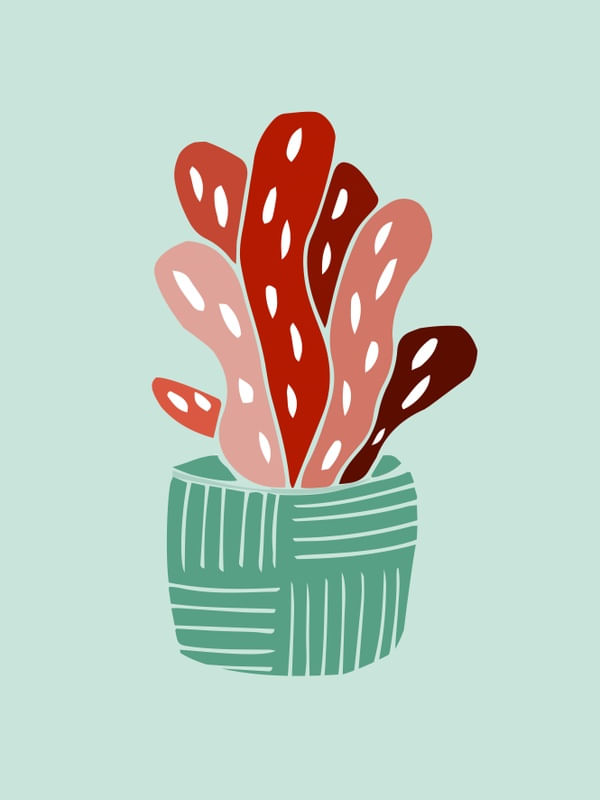 CACTO VERMELHO 2