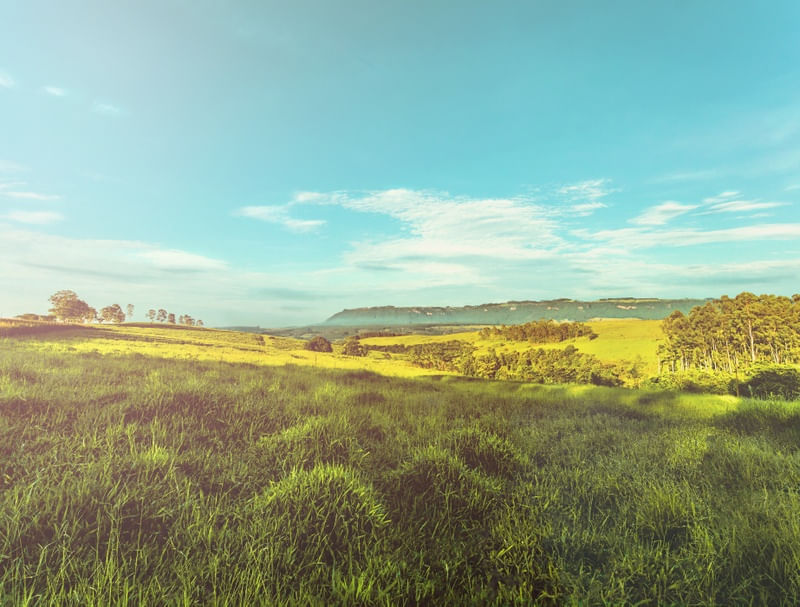 CAMPO AO AMANHECER