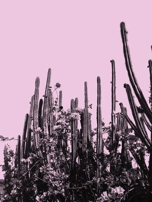 CACTOS DO PONTAL ROSA