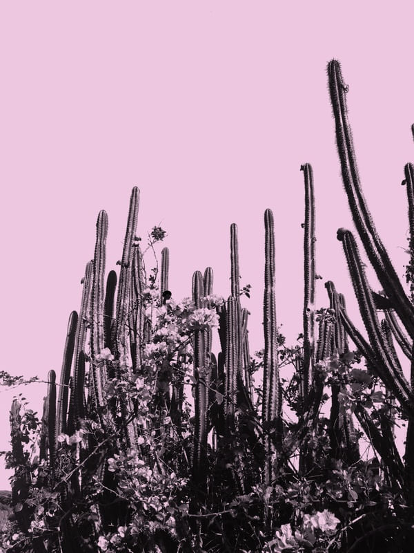 CACTOS DO PONTAL ROSA