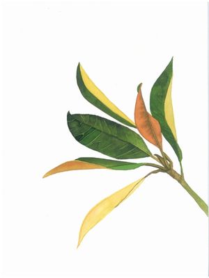 FOLHAS VERDES, AMARELAS E LARANJADAS
