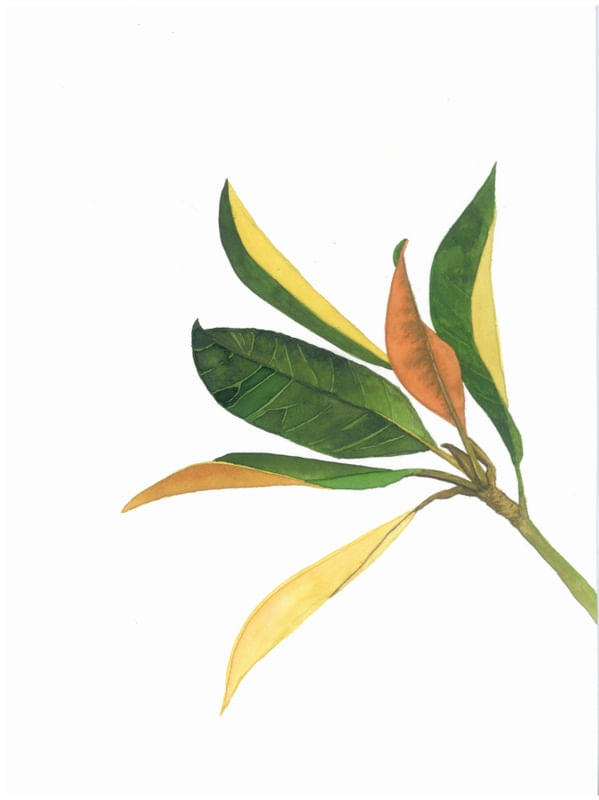 FOLHAS VERDES, AMARELAS E LARANJADAS
