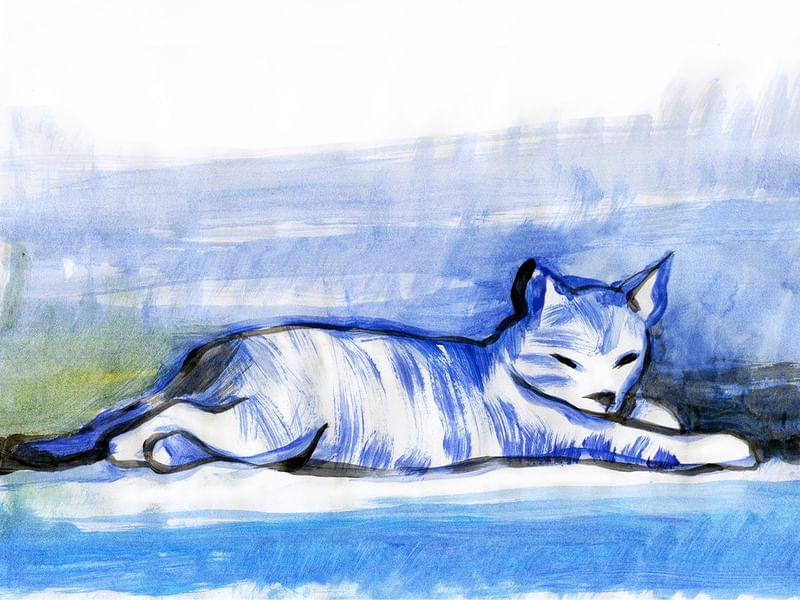 GATO AZUL NO. 8