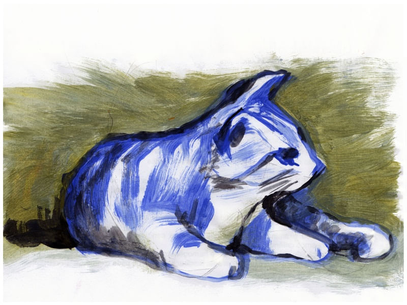 GATO AZUL 3