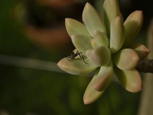 A FLOR E O INSETO