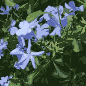 LILASES