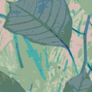 NATUREZA EM DESTAQUE