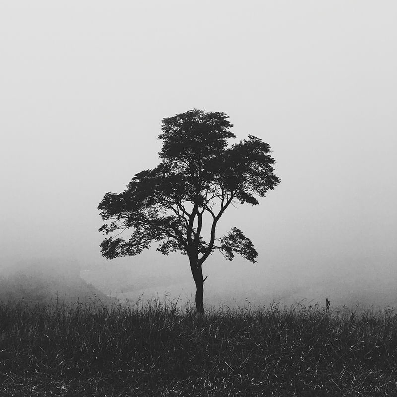 WINTER TREE