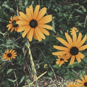 FLORES LARANJAS
