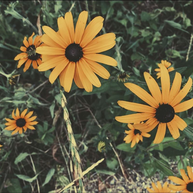 FLORES LARANJAS