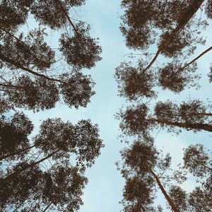 TREES UP