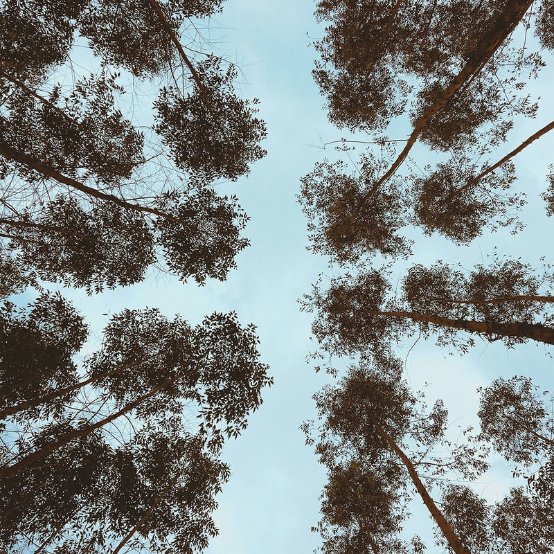 TREES UP