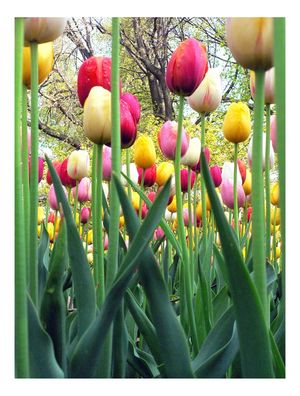 TULIPAS NYC