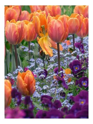 TULIPAS LARANJA NYC