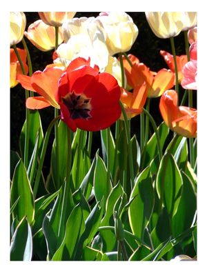 TULIPA AO SOL