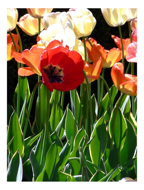 TULIPA AO SOL
