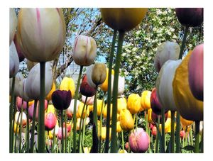 TULIPAS EM PERSPECTIVA NYC