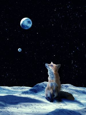 MOON FOX