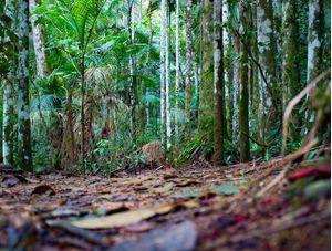 PARQUE DE ITATIAIA
