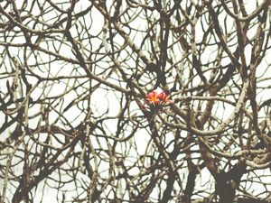 UMA FLOR SOLITÁRIA