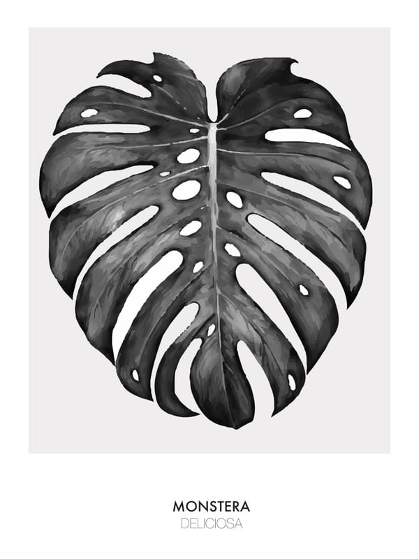 MONSTERA DELICIOSA PB