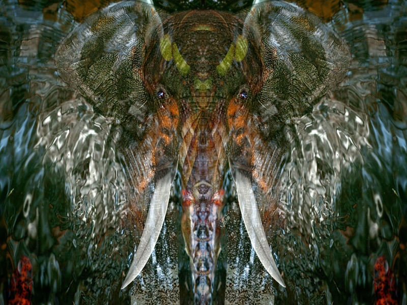 ELEFANTE NA AGUA