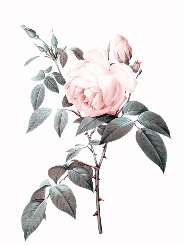 ROSE 1B
