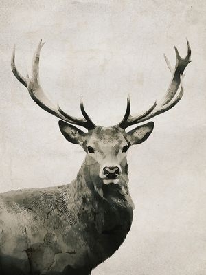 DEER 1A