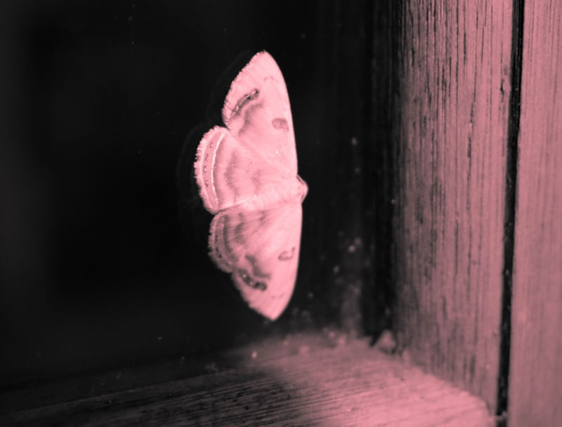 INSECTUS