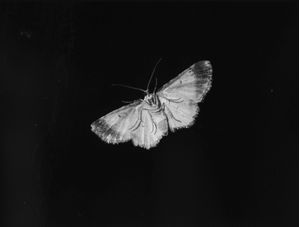 INSECTUS02